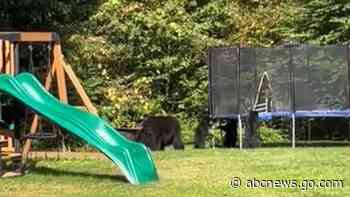 WATCH:  Bear cubs spotted playing on trampoline