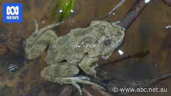 Farmers and froglets become unlikely allies in fight against Victorian solar farm