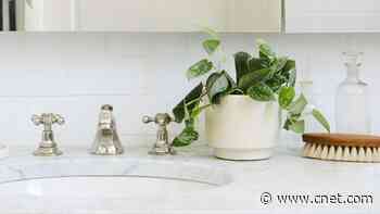 These Common Potted Plants Will Keep Bugs Away