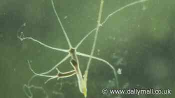Panic over immortal sea creature that can create a form of cancer that's contagious