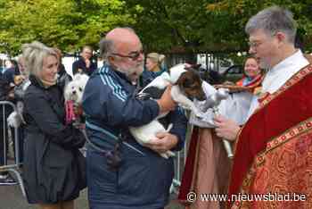 Jaarlijkse dierenzegening op Alfred Verweeplein, mét deelname zestig paarden
