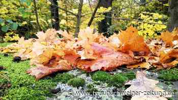 Herbstspaziergang im Harz: 8 Spots für schöne Ausflüge