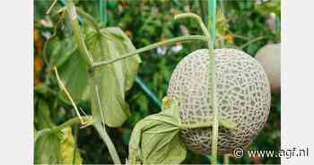 Zimbabwe zet in op export van Cantaloupe meloenen
