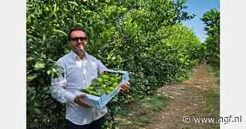 Eerste groene citroenen van het nieuwe seizoen op de markt