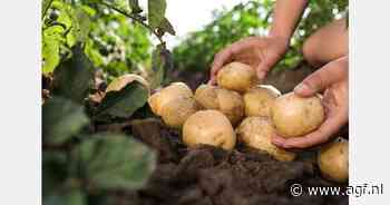 Exportcijfers aardappelen juli en augustus