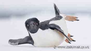 From beautiful swans to break-dancing penguins: The breathtaking winning shots from the 2024 Bird Photographer of the Year competition revealed