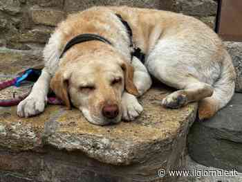 La ferocia dell’ignoranza