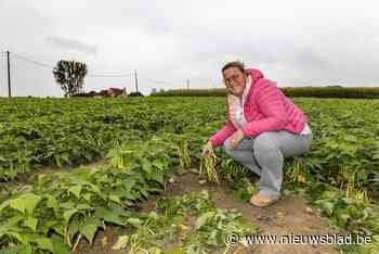 Op het veld van Nathalie mag iedereen gratis boontjes komen plukken: “Fabriek wil ze niet meer”