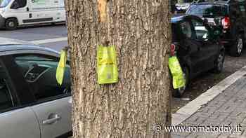 Alberi, partiti i trattamenti anche contro i parassiti di olmi e lecci
