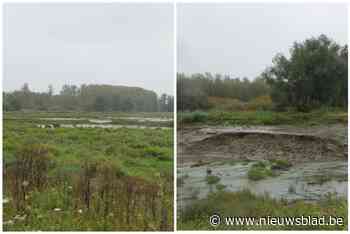 Temse pakt knijtenprobleem aan: “Knijten ... hopelijk niet voor lang meer”
