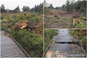 Omgewaaide bomen op Vlonderpad eindelijk opgeruimd: “Park lag er al maanden zo bij”