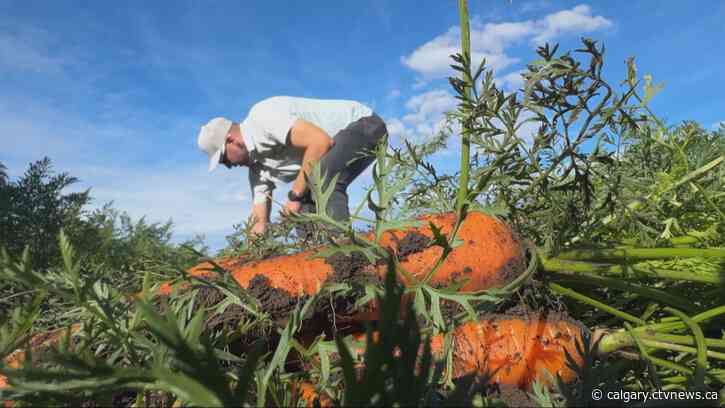 Calgary Food Bank gets boost from volunteer gardeners