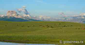 Brace yourself: Chinook winds up to 100 km/h to pummel Alberta foothills