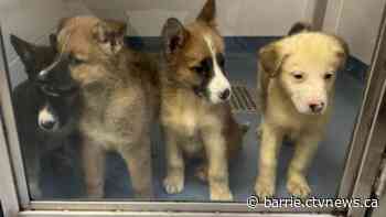 Ont. driver rescues abandoned puppies found in ditch