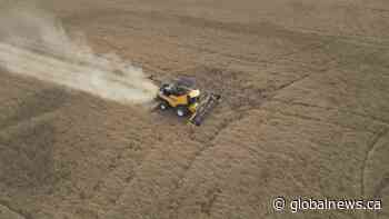 Alberta farmers hit hard by Vancouver grain terminal strike