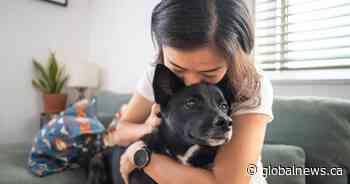 Alberta woman calls for family law changes surrounding pets