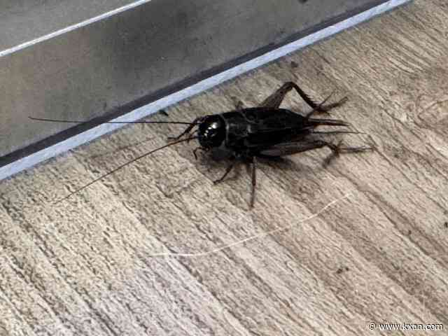 Why crickets and other bugs are on the move this fall