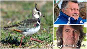 Herz für Kiebitze: Warum sich zwei Wasserburger Landwirte für die bedrohte Vogel-Art einsetzen