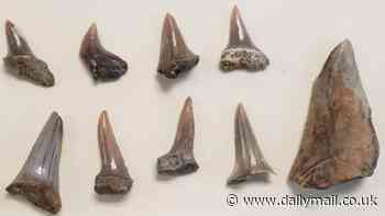 Unbelievable trove of fossils dating back 9million years are found underneath a high school - and they're rewriting US history