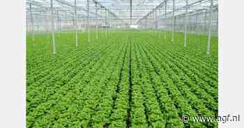 Prijs kropsla verdubbelt in één week tijd