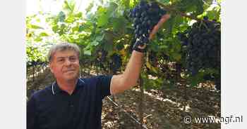 "Op zoek naar de beste seedless druif voor ons klimaat"