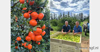 "Hoge, maar vlakke prijs voor Zuid-Afrikaanse sinaasappelen"