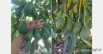 Marokkaans avocadoseizoen van start op krappe EU-markt