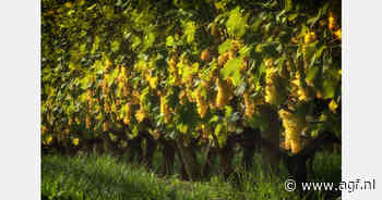 "Oogst Chasselas de Moissac druiven stevent af op goede oogst"