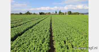 "Meeldauwtolerante basilicumrassen zijn een noodzaak geworden"