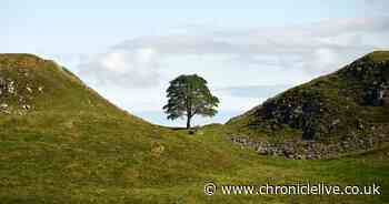 Share your memories of Northumberland's Sycamore Gap tree one year on from tree's heartbreaking felling