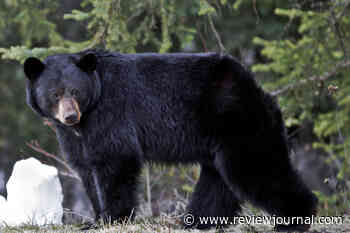 How a 12-year-old saved his dad’s life with a clutch shot during a bear attack