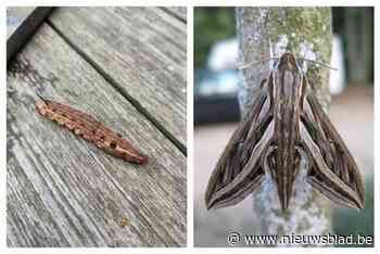 Uitzonderlijk diertje gespot: rups van wingerdpijlstaart aangetroffen