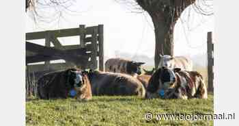 "Europese crisissteun nodig voor schade door Blauwtong"