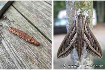 “Het leek een worm of een slak maar waarheid bleek spectaculairder”: rups van zeldzame wingerdpijlstaart aangetroffen