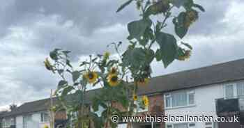 Sunflower taller than a bus wins award in Havering competition