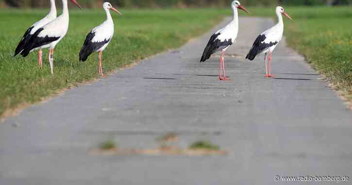 Schwierige Saison für Weißstörche in Bayern
