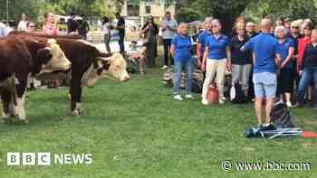 Cow 'nods along' as choir's singing attracts herd
