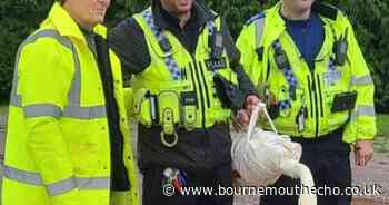 Rogue swan causes havoc on busy road
