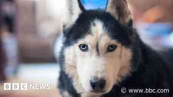 Woman's leg left 'hanging off' after husky bite