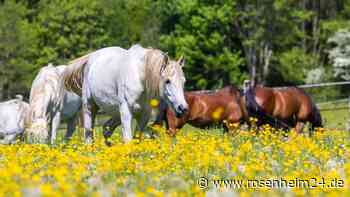 Stute in Reitstall misshandelt – Verletzungen an Kopf und Vorderbein