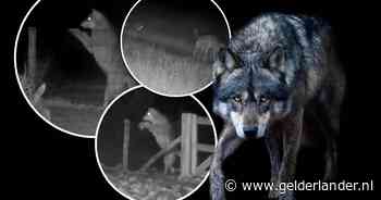 Gehandicapte wolf op de Veluwe komt bruut aan haar einde: ‘Het lichaam was één grote verwonding’