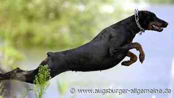 Tödliche Hundeattacke in Ludwigsfeld: Warum die Ermittlungen eingestellt wurden