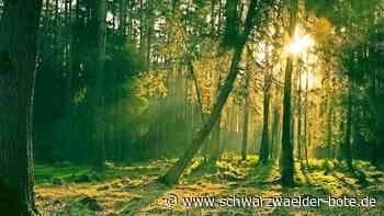 Gemeindewald in Neuweiler: Förster rechnet mit einem Plus von 230 000 Euro für nächstes Jahr