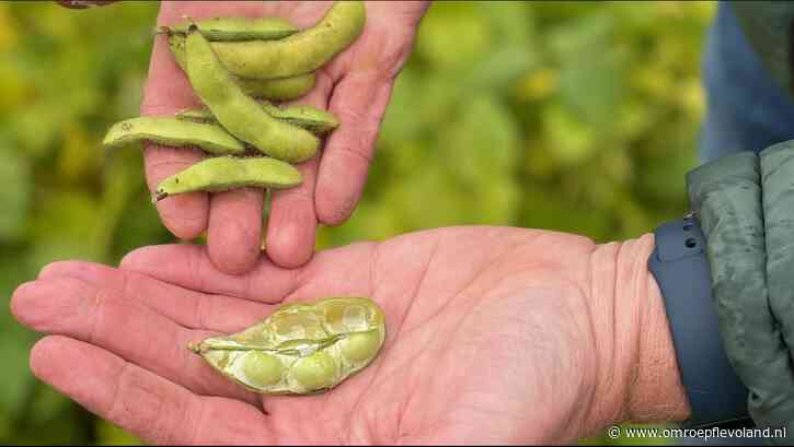 Swifterbant - Sojabonen uit Swifterbant liggen voortaan in het vriesvak van grote supermarktketen