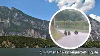 Video entfacht Aufregung am Gardasee: Bürgermeister warnt eindringlich vor Bären