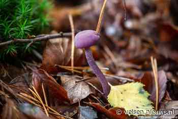 Paddenstoelendag op Buitenplaats Elswout