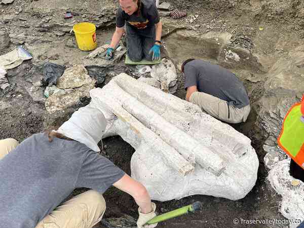 Paleontologists unearth giant skull of Pachyrhinosaurus in northern Alberta