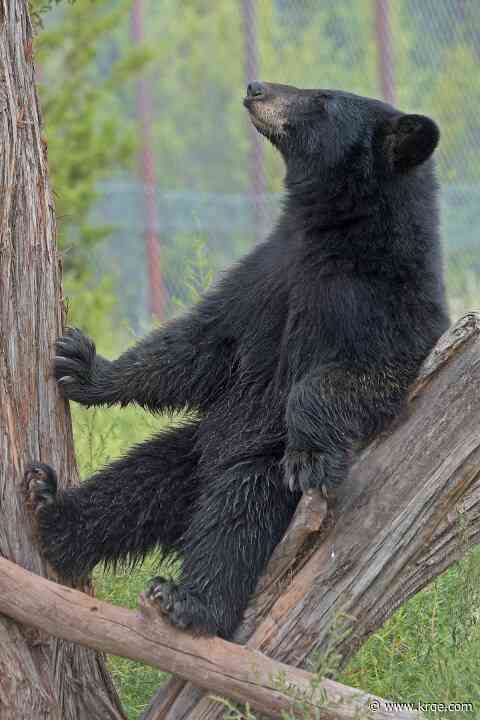 Edgewood nature park asking for donations to help take care of 1-year-old bear cub