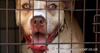Fighting dog which injured two young girls in Deptford is put down