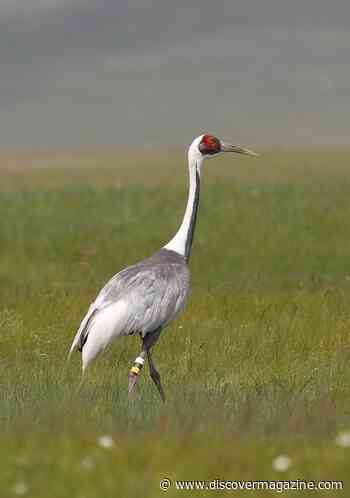 Cranes Base Their Migration Strategy on Shifting Environmental Conditions